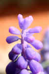 w800_grape hyacinth2.jpg (117521 bytes)